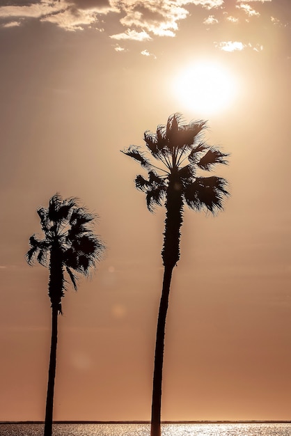 Palm trees and colorful sky with beautiful sunset