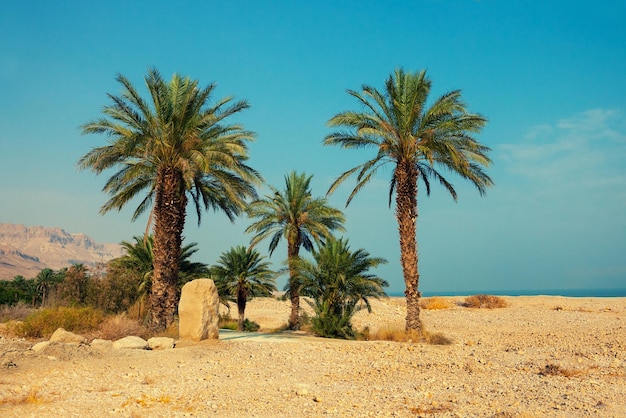 Palm trees in desert Ein Gedi Israel