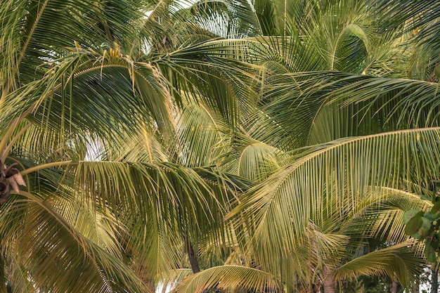 Palm trees in Dominican Republic during sunny day time