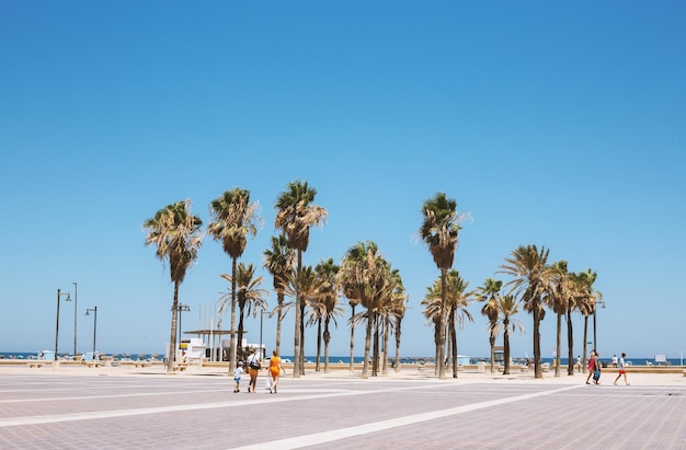 Palm trees on the embankment in Spain