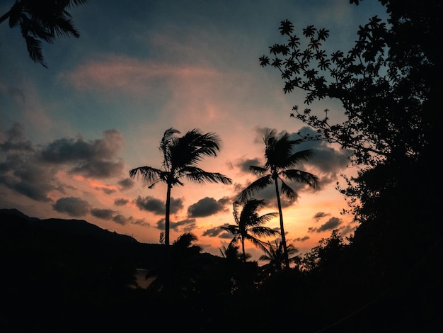 Photo palm trees and morning sun on the island