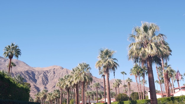 Palm trees and mountains palm springs california desert valley oasis flora usa