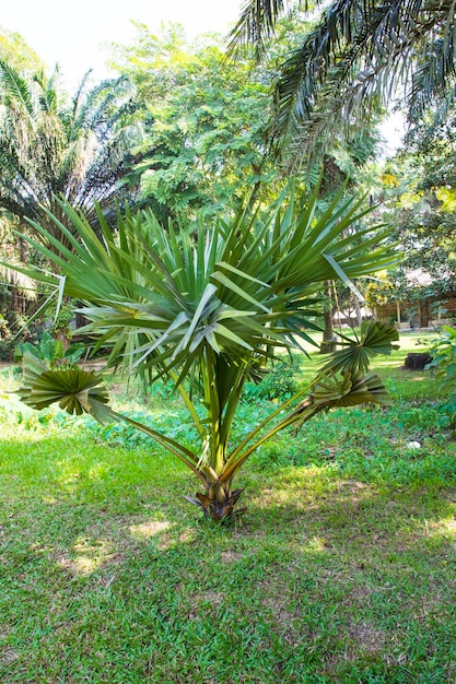 Palm trees in the Park greenery landscape view