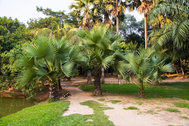 Palm trees in the Park greenery landscape view