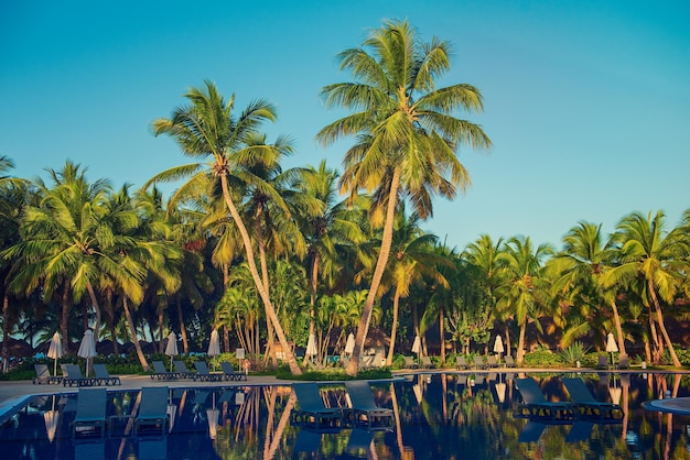 Palm trees and pool