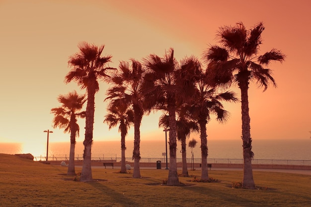 Palm trees on the promenade in the city of Netanya at sunset Israel