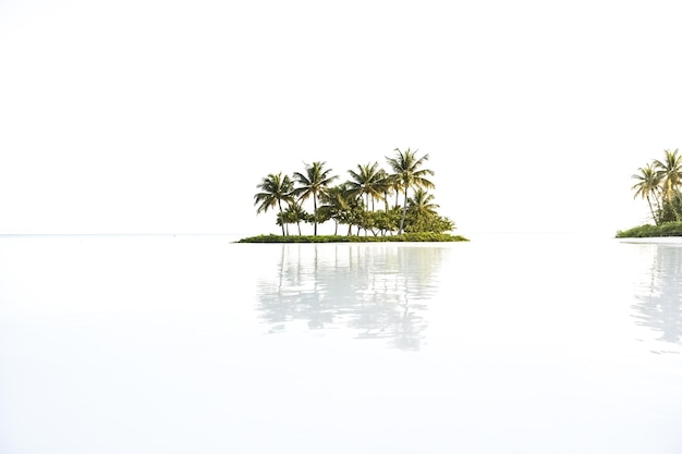 Photo palm trees reflecting in still water