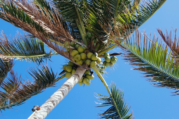 Palm trees on the seashore. Seascape.. Coconut palms. Sea and sand. Tropics. 