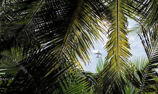 Palm trees seen from below with colorful sky