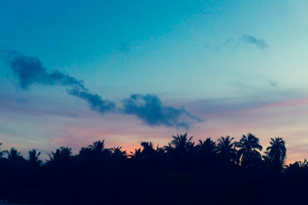 Palm trees silhouette against sunset sky