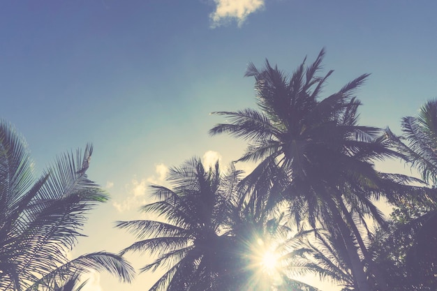 Palm trees silhouette against sunset sky