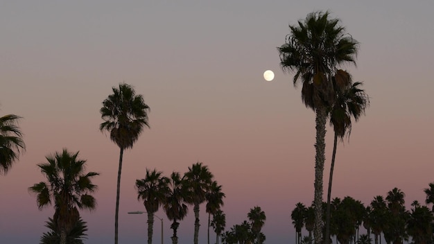 Palm trees silhouettes and full moon in twilight pink sky california beach usa