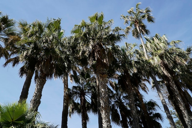 Palm trees and sky in background