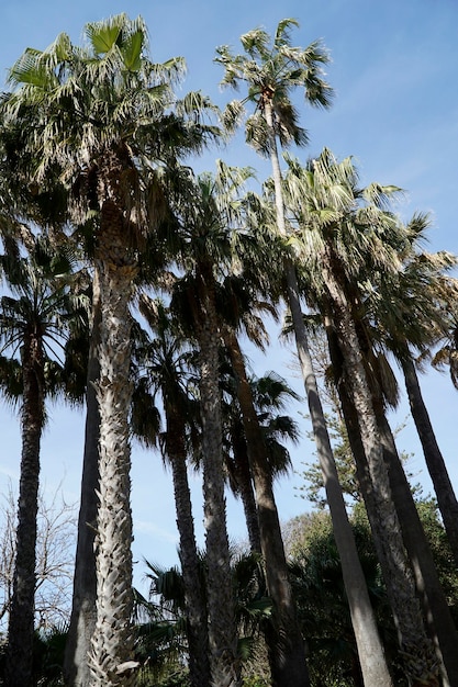 Palm trees and sky in background