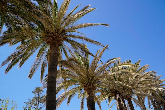 Palm trees and sky in background