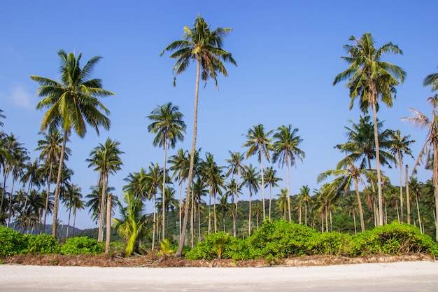 Palm trees and the sky bright on beautiful tropical beach at Koh Kood island Trat province Thailand.