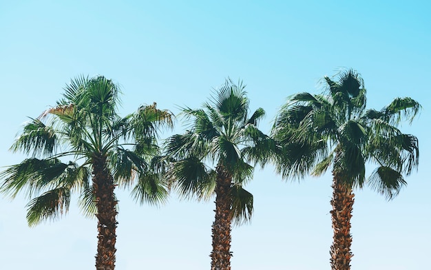 Palm trees in the summer