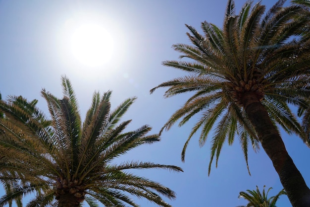 Palm trees and sun on cloudless sky