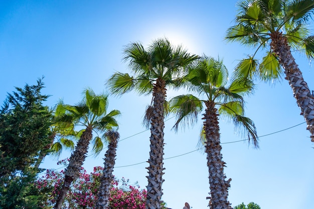 Palm trees on sunny day