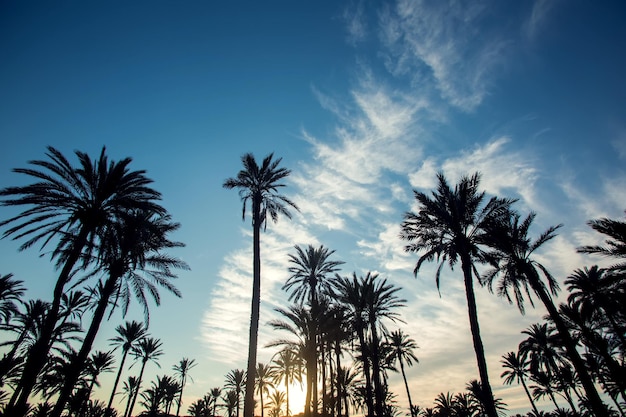 Palm trees on the sunset background Nature and vacation concept