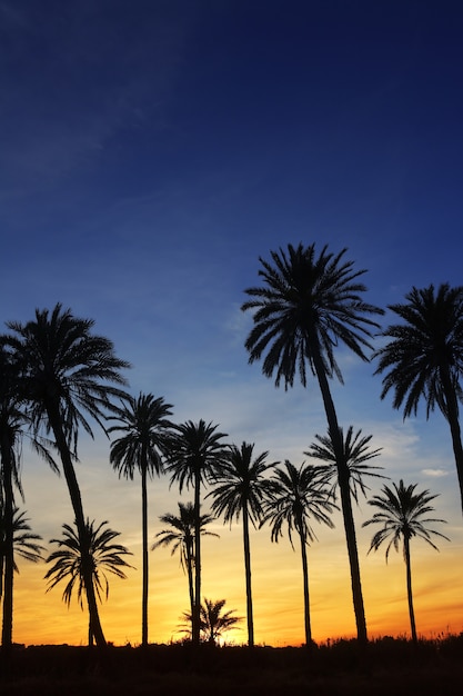 Palm trees sunset golden blue sky backlight