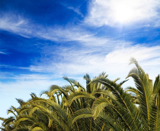 Palm trees tops cloudy blue sky background Tropical plants at exotic destinations