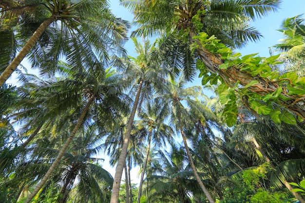 palm trees on a tropical island