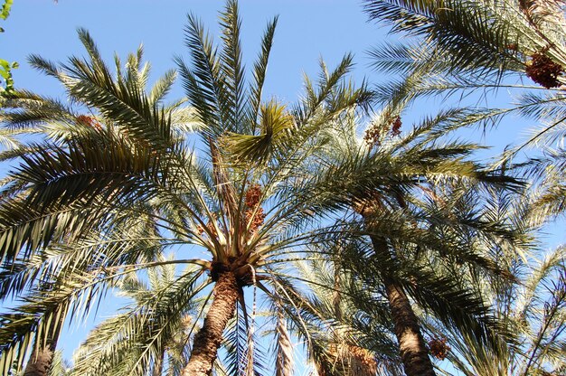 Palm trees in a tropical location in summer