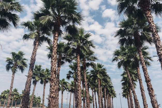 Palm trees view from bottom up to the sky at sunny day