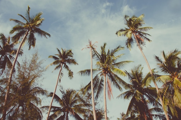 Palm trees vintage