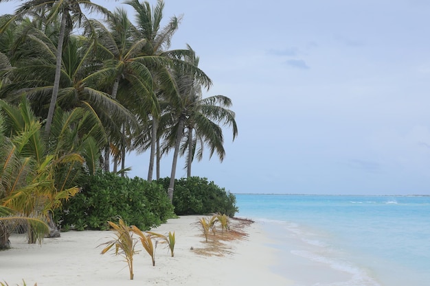 palm trees on white sand on a tropical island