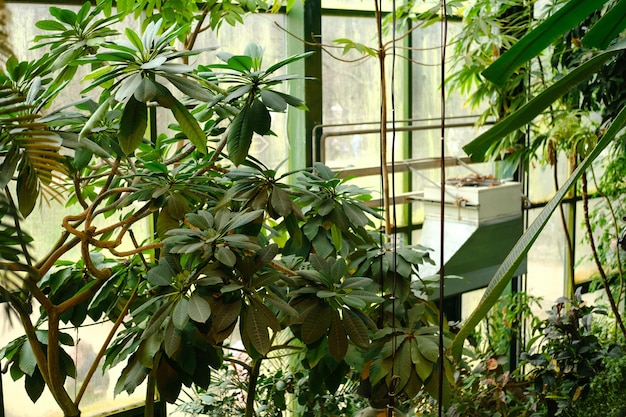 Palm trees with juicy green leaves in the greenhouse of the botanical garden High quality photo