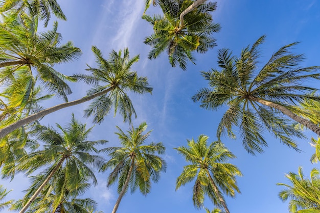 Palm trees with sunny blue sky. Exotic tropical nature pattern, foliage. Green palm trees