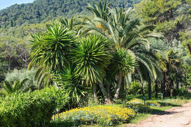 Palm trees and yellow flowers in nature park.