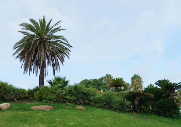 Palma lonely tree on a beautiful lawn in the Park