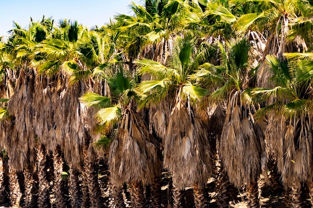 Palmeral mediterraneo costa malaguena