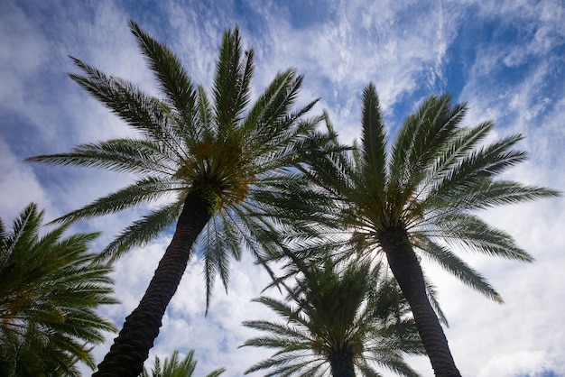 Palms backdrop on sun light sky Tropical trees background Coco palms on blue sky Exotic summer nature background natural landscape Summer tropical island