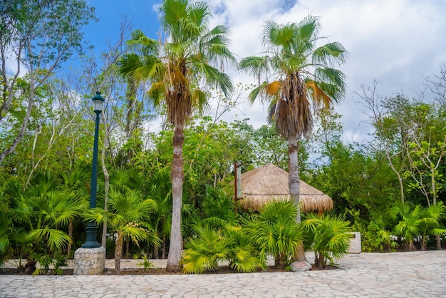 Palms and bungalow in Playa del Carmen Yu atan Mexico