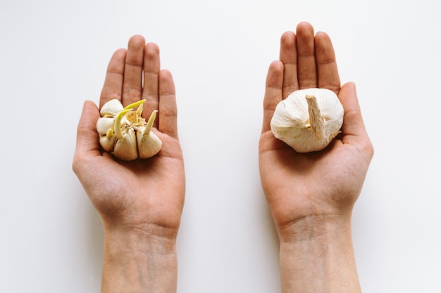 In palms of hands lie head of garlic with sprouts and without sprouts