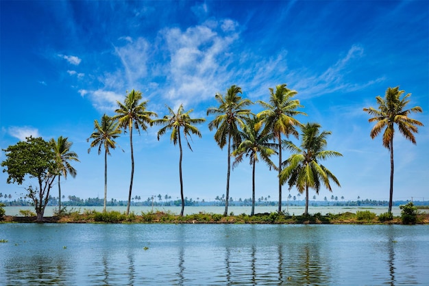 Palms at Kerala backwaters Allepey Kerala India