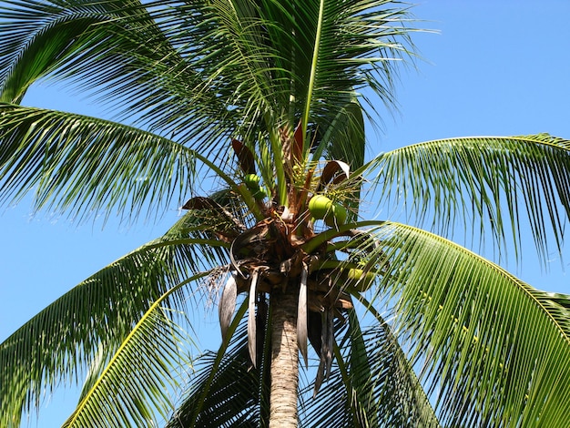 The palms in Langkavi island Malaysia