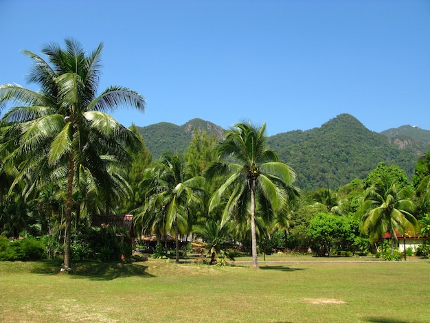 The palms in Langkavi island Malaysia