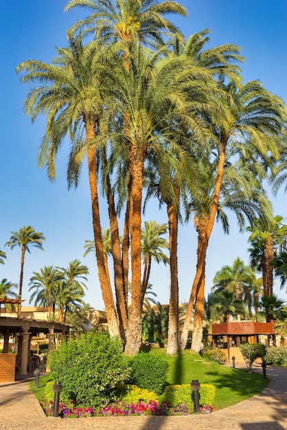 Palms in Luxor