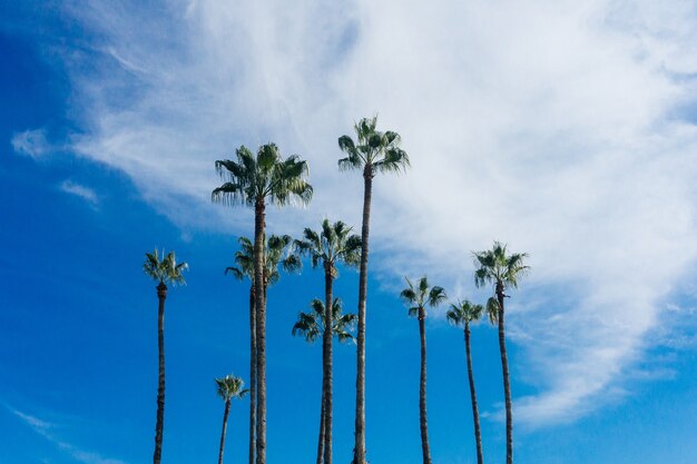 Palms palm tree against blue sky green palm leaves