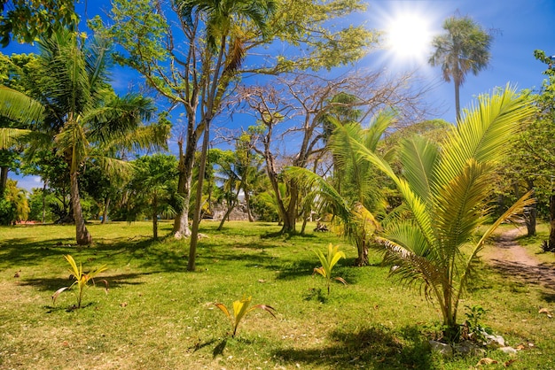 Palms on a sunny day in Playa del Carmen Yukatan Mexico