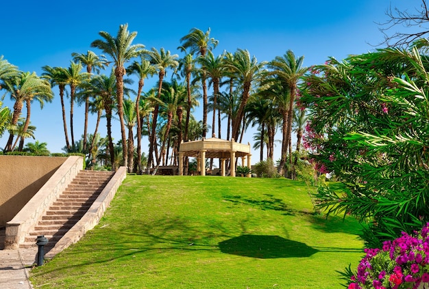 Palms trees in public park