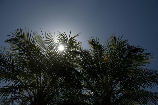 Palms tropic design tropical palm leaf background coconut palm trees summer tropical island vacation