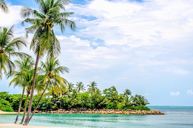 Palms and tropical beach with white sand Tropical Holiday Sentosa Island Singapore tropical paradise beach with white sand and coco palms