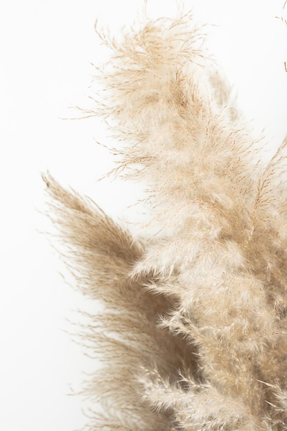 Pampas grass close up Scandinavian style poster Abstract neutral background