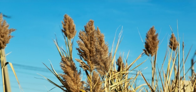 Pampas grass (Cortaderia selloana) in the blue sky. Natural background of soft plants